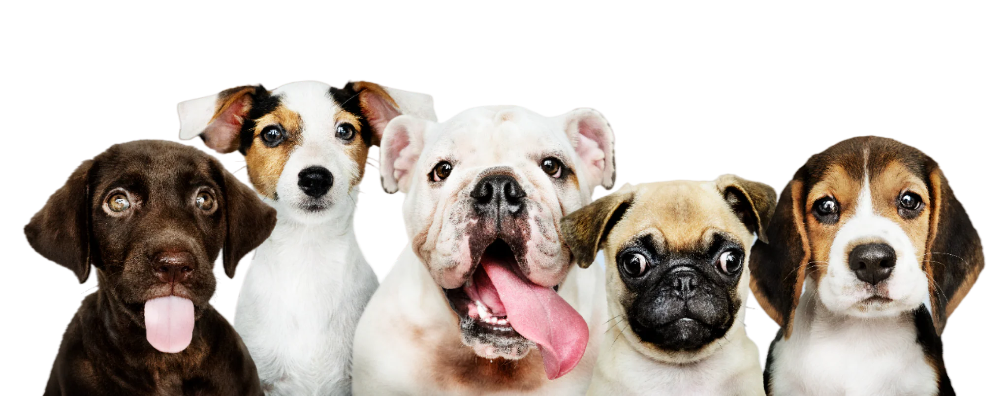 Style and Comfort for Furry Friends